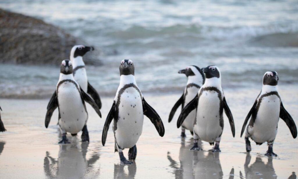 Pudgy Penguins Secures Las Vegas Sphere Spot After Dogwifhat Marketing campaign Fails