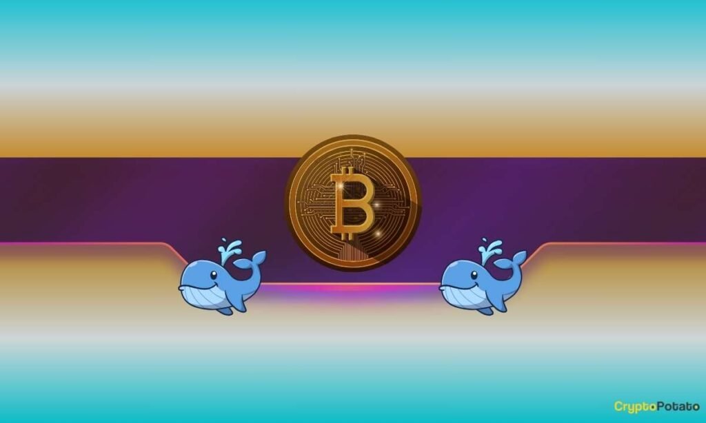 Are Whales Behind Bitcoin’s Slide?