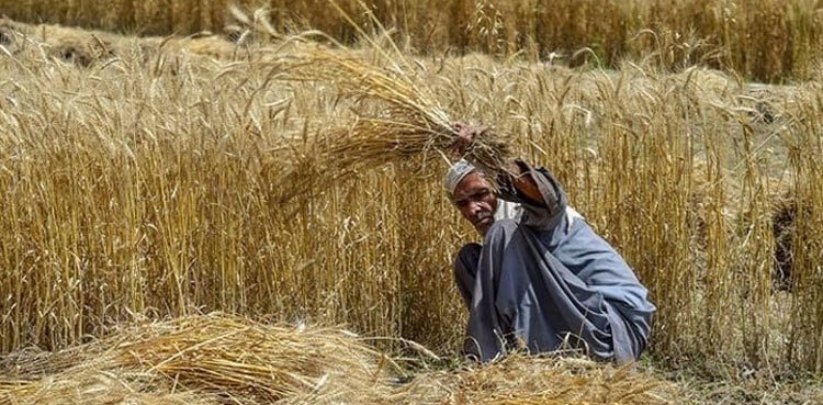 No danger of wheat scarcity in Pakistan, Rana Tanveer No danger of wheat scarcity in Pakistan, Rana Tanveer