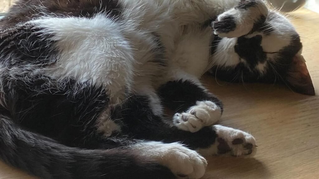 Sure, God of Warfare Sons Of Sparta Dev Takes Its Title From A Actual, Lovely Cat Sure, God of Warfare Sons Of Sparta Dev Takes Its Title From A Actual, Lovely Cat