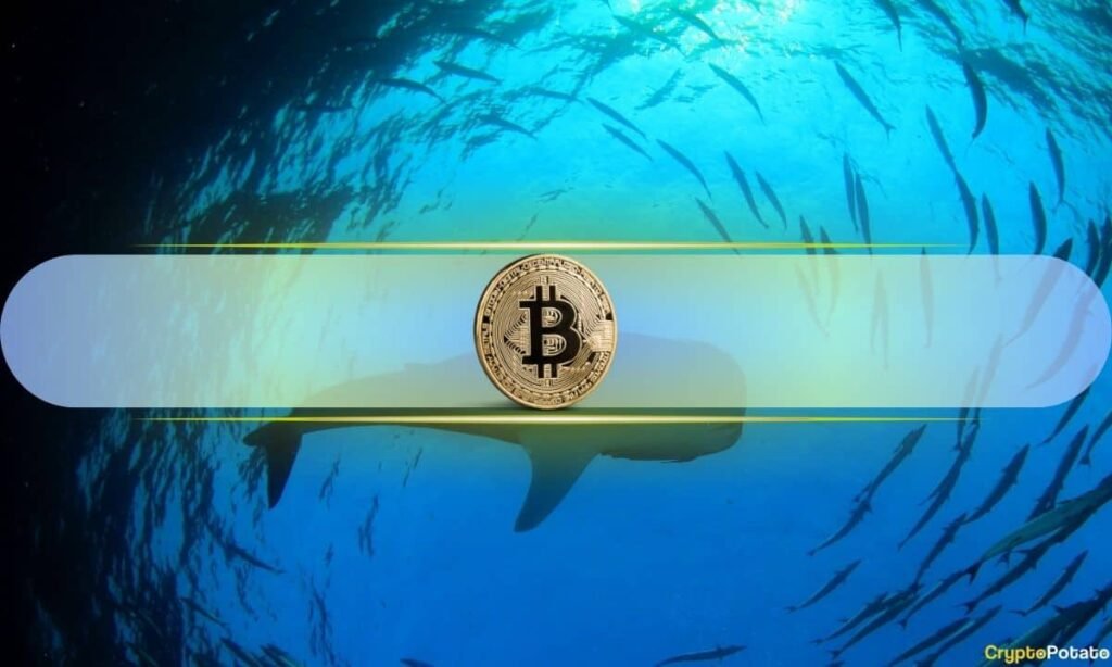 Bitcoin Whales Accumulate as BTC Value Revisits 2024 Entry Zone
