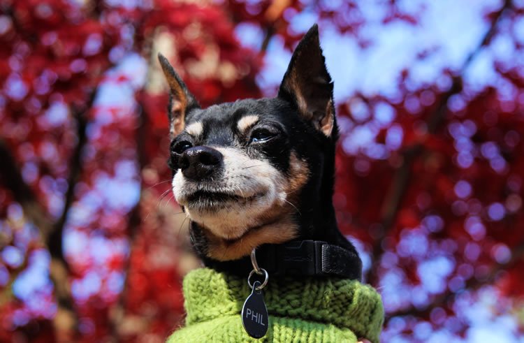 13 Suggestions For Holding Your Senior Canine Wholesome and Completely happy 13 Suggestions For Holding Your Senior Canine Wholesome and Completely happy