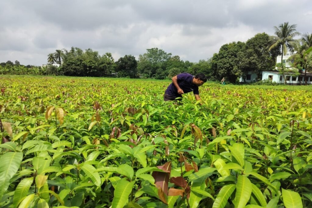 India’s Varaha baggage M to scale carbon removing from the International South