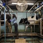 Milk worth slide leaves UK dairy farmers on the brink