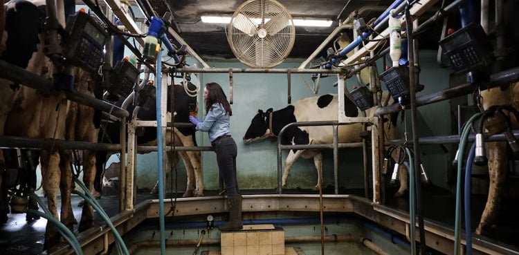 Milk worth slide leaves UK dairy farmers on the brink