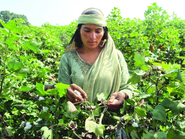 GST piles strain on cotton growers GST piles strain on cotton growers