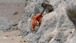 As we speak's Video games Can Really feel "Soulless," However Can Punch The Monkey Change That?