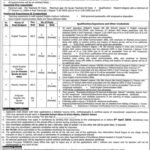 Daanish College Boys & Women Mailsi Vehari Jobs 2026 2026 Job Commercial Pakistan