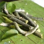 What Is Giloy? Vitamins, Advantages, Downsides, And Extra