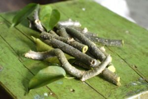 What Is Giloy? Vitamins, Advantages, Downsides, And Extra