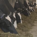 Canadians’ Easter meal to value extra this 12 months as beef costs hold climbing – Nationwide