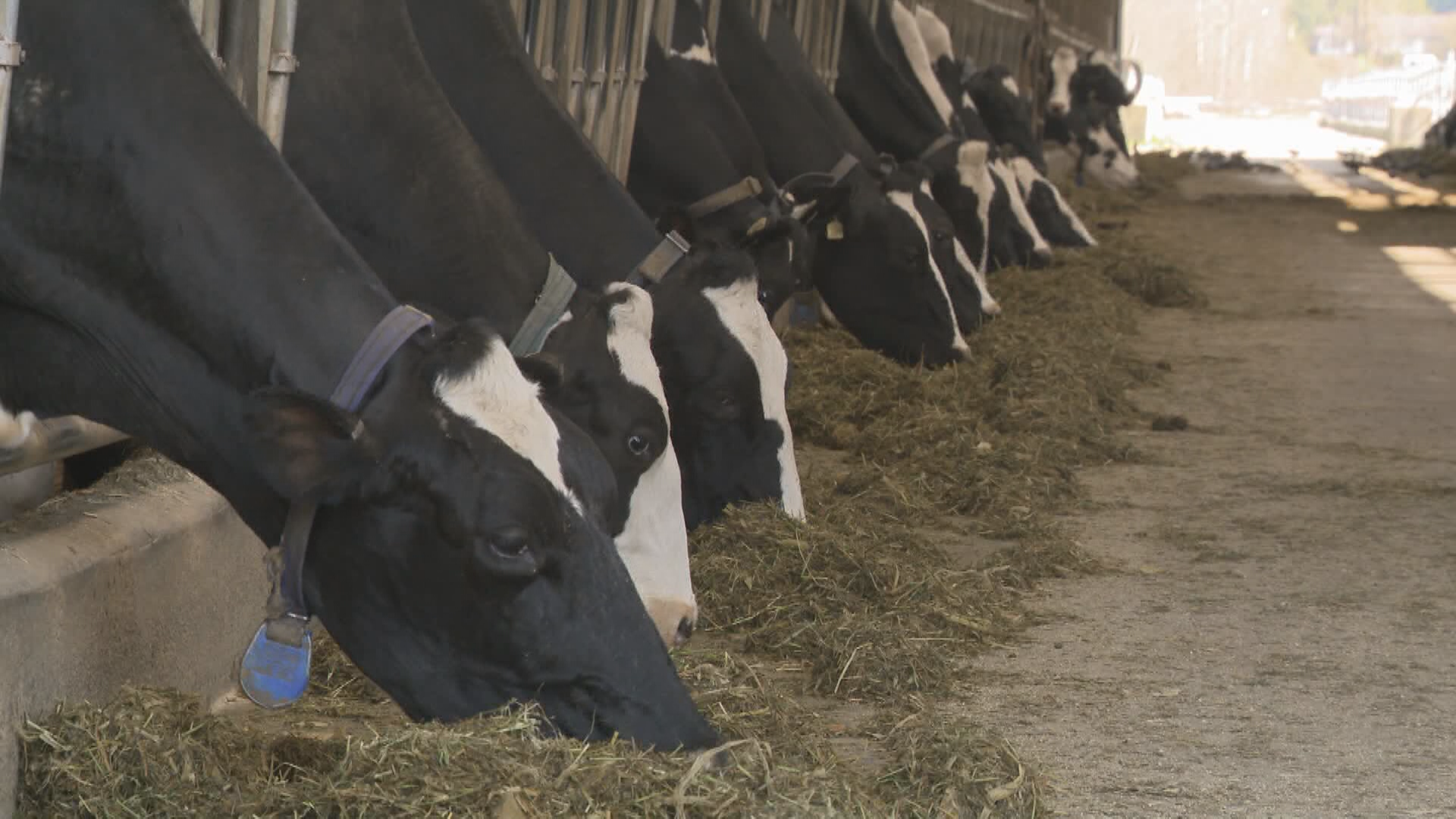 Canadians’ Easter meal to value extra this 12 months as beef costs hold climbing – Nationwide