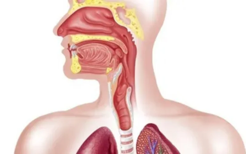 Lab-engineered Esophagus transplant opens new hope for sufferers