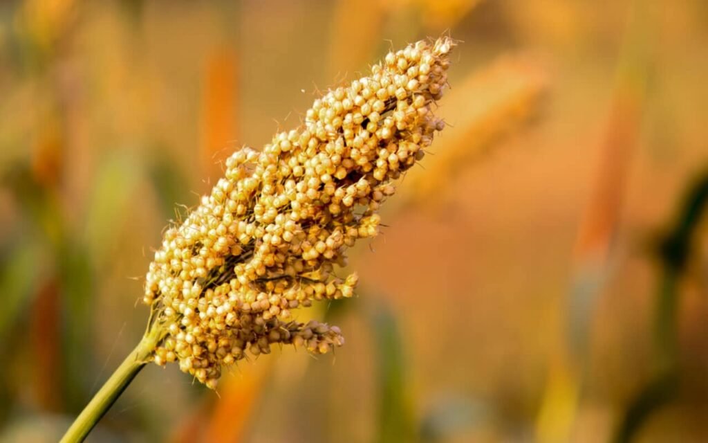 Jowar (Sorghum) – Advantages, Vitamin Worth, & Recipes