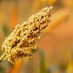 Jowar (Sorghum) – Advantages, Vitamin Worth, & Recipes