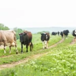 Rs300m livestock fibre venture deliberate