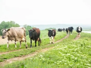 Rs300m livestock fibre venture deliberate