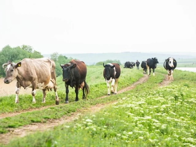 Rs300m livestock fibre venture deliberate