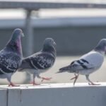 Pigeons unlikely the supply of yard defecation in Ontario metropolis, council advised