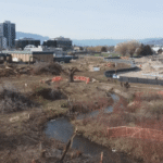 ‘It’s simply unhappy:’ Kelowna residents disillusioned after metropolis removes swath of bushes