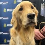 Saskatoon Police Service welcomes new digital storage detection canine – Saskatoon