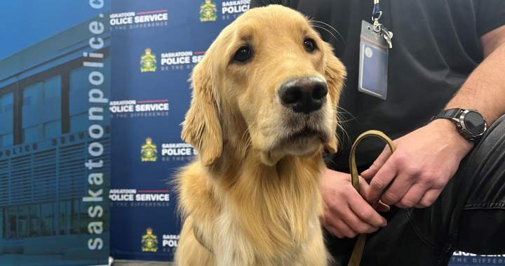Saskatoon Police Service welcomes new digital storage detection canine – Saskatoon