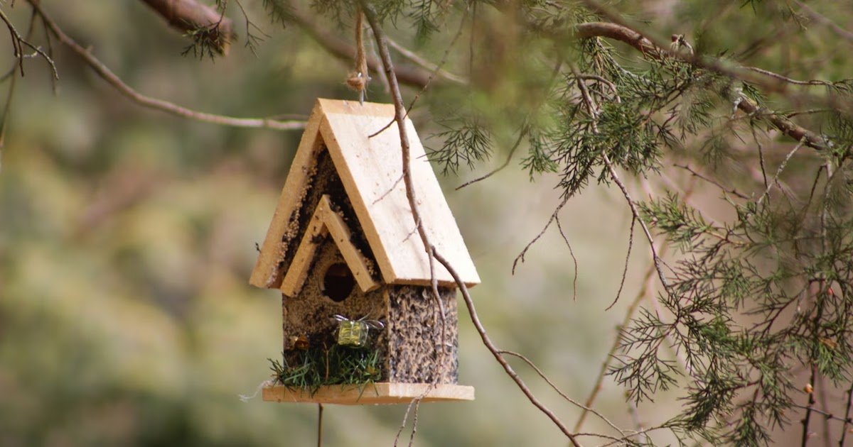 The way to Stop Fowl Nesting in Undesirable Areas Round Your Residence