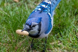 What to Feed Yard Birds: A Species-by-Species Information
