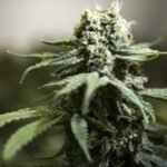 N.S. RCMP points extra hashish tickets as crackdown on First Nations shops continues – Halifax