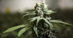 N.S. RCMP points extra hashish tickets as crackdown on First Nations shops continues – Halifax