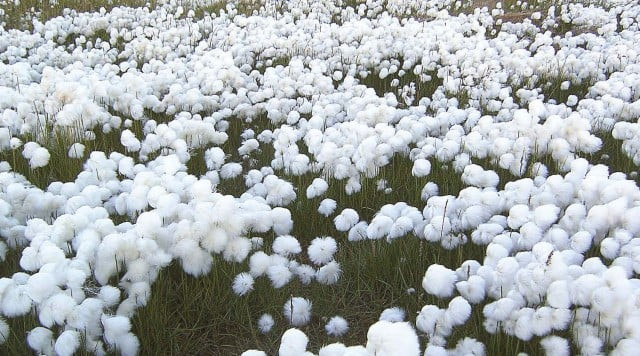PSC to provide six cotton varieties for early sowing PSC to provide six cotton varieties for early sowing