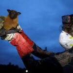 Lethal Nipah virus deemed ‘restricted’ by scientists