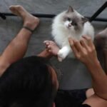 May perception from cats result in breast most cancers cures?