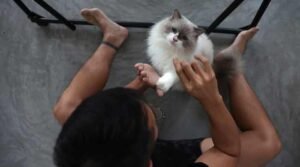 May perception from cats result in breast most cancers cures?