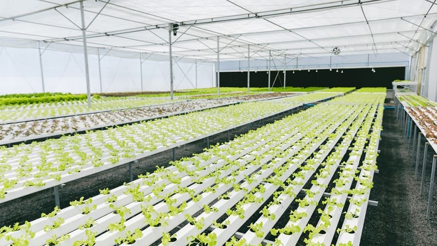 Finest Water-Soluble Fertilizer Corporations for Hydroponics
